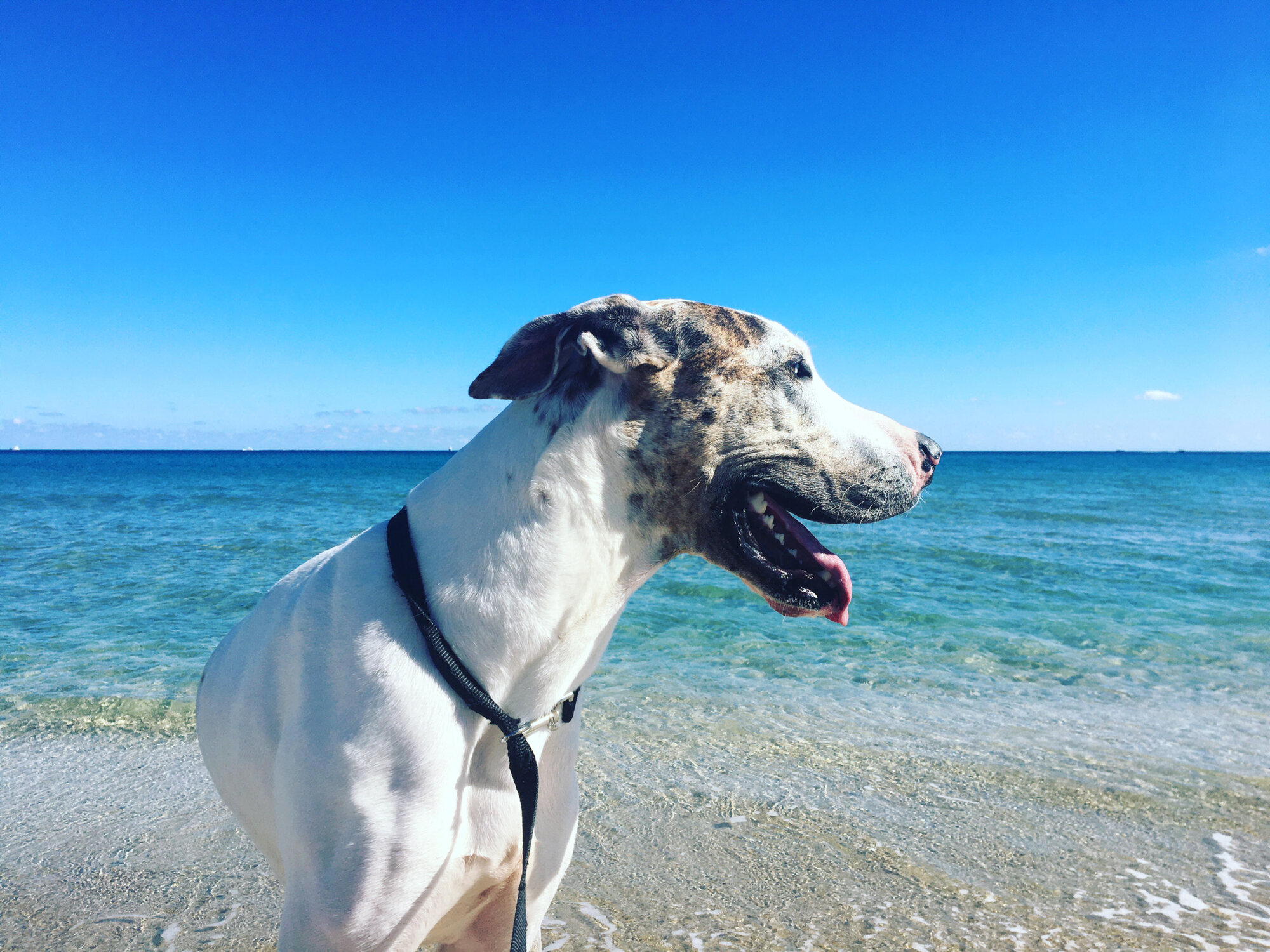 Great Dane puppy